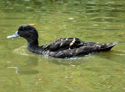 African Black Duck (Anas Sparsa)