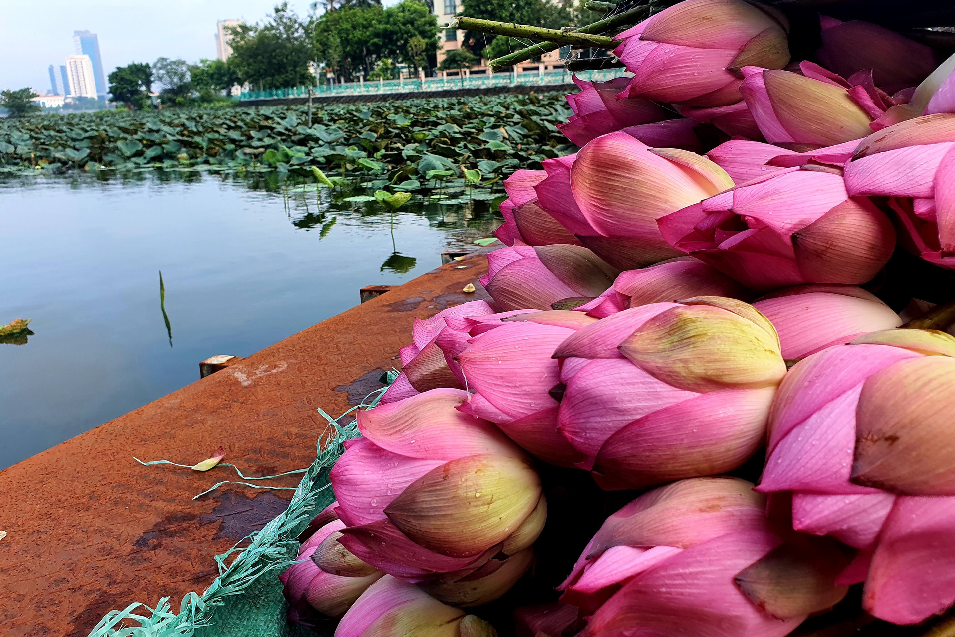 Chè ướp bông sen tươi Quảng Bá 3