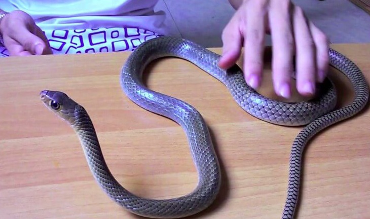 Giới thiệu về rắn ráo