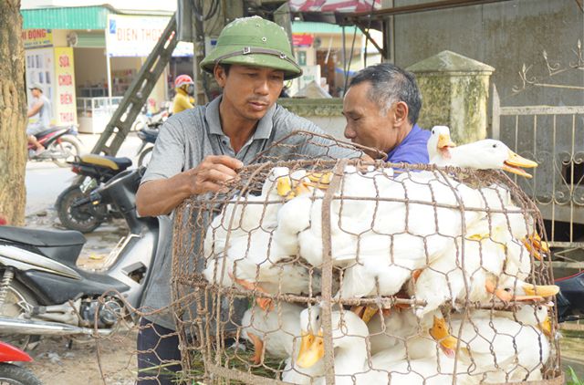 Vì Sao Con Rể Biếu Bố Vợ Thịt Vịt