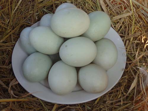 vịt trời đẻ nhiều trứng